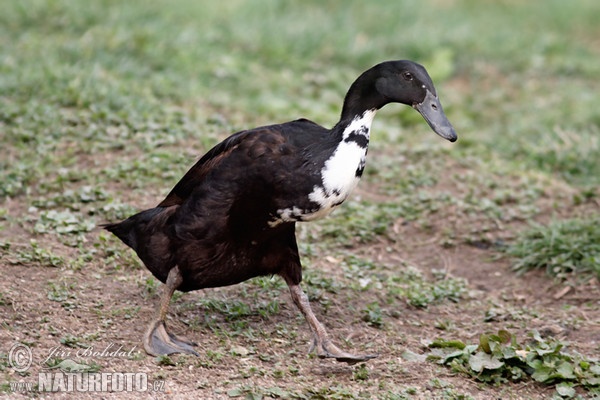 Indian Runner Duck (Anas platyrhynchus f. domestica)