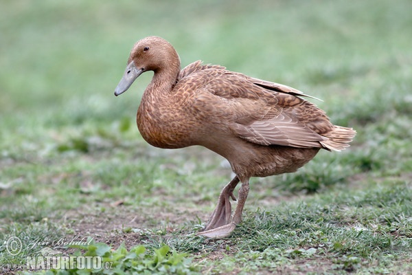 Indian Runner Duck (Anas platyrhynchus f. domestica)