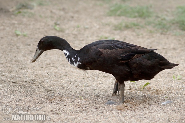 Indian Runner Duck (Anas platyrhynchus f. domestica)