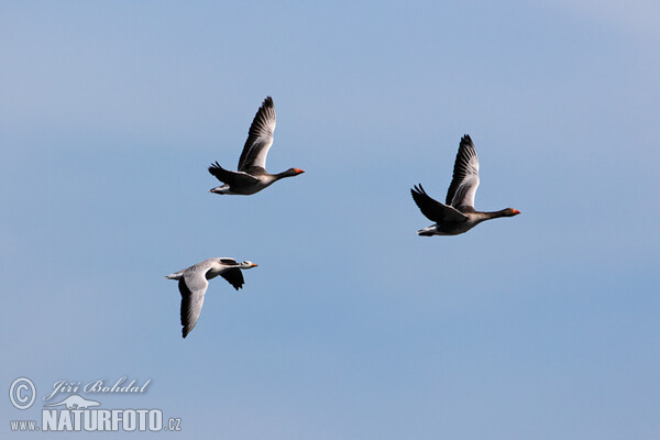 Indische gans