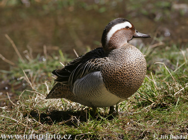 Itik Garganey