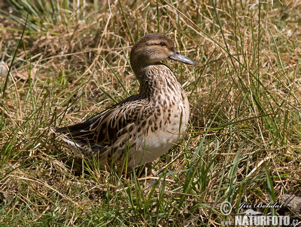 Itik Garganey