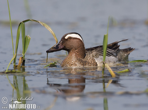 Itik Garganey