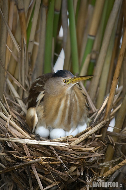 Ixobrychus minutus