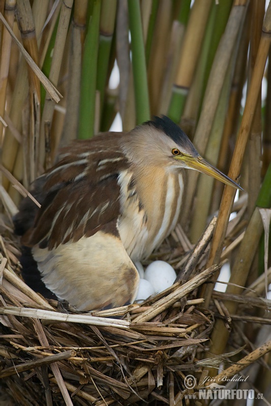 Ixobrychus minutus