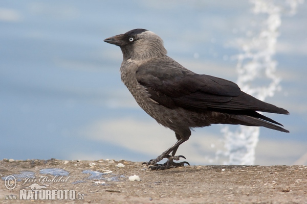 Jackdaw (Corvus monedula)