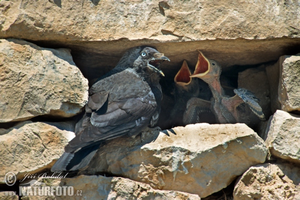 Jackdaw (Corvus monedula)