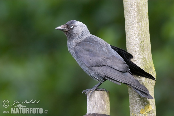 Jackdaw (Corvus monedula)