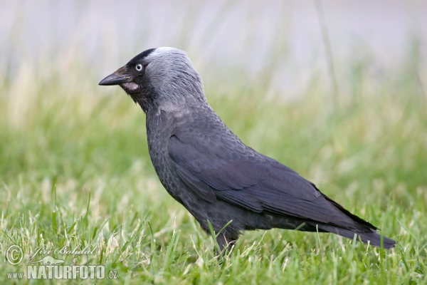 Jackdaw (Corvus monedula)