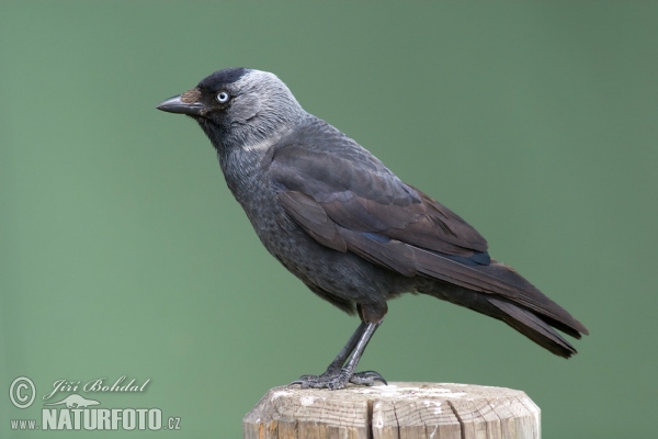 Jackdaw (Corvus monedula)