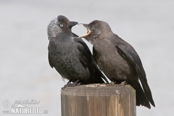 Jackdaw (Corvus monedula)