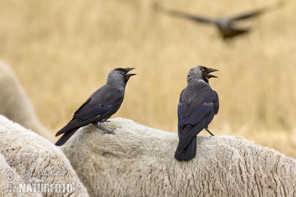 Jackdaw (Corvus monedula)