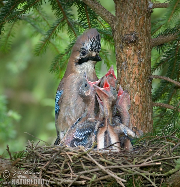 Jay (Garrulus glandarius)