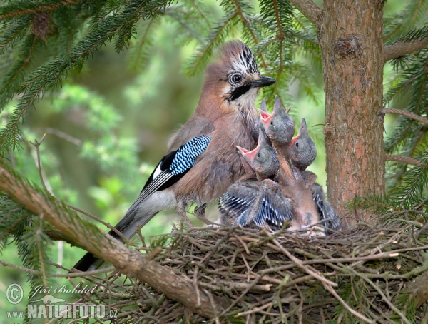 Jay (Garrulus glandarius)