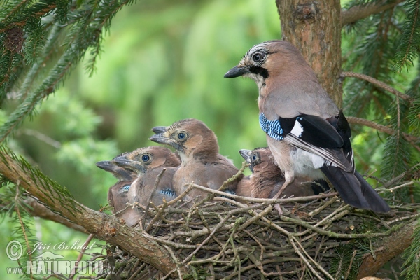 Jay (Garrulus glandarius)