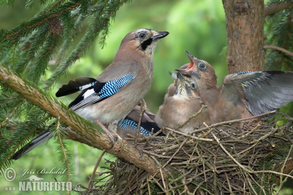 Jay (Garrulus glandarius)