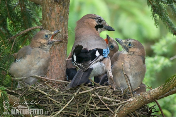 Jay (Garrulus glandarius)