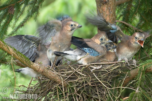 Jay (Garrulus glandarius)