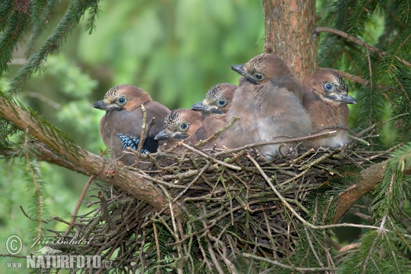 Jay (Garrulus glandarius)