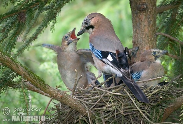 Jay (Garrulus glandarius)