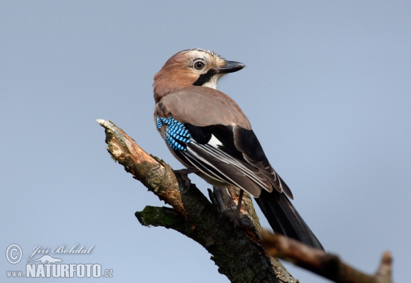 Jay (Garrulus glandarius)