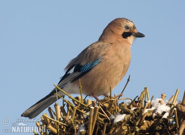 Jay (Garrulus glandarius)