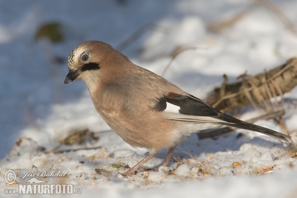 Jay (Garrulus glandarius)