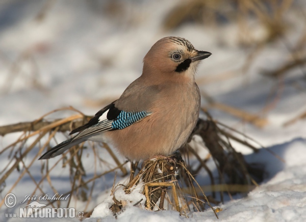 Jay (Garrulus glandarius)