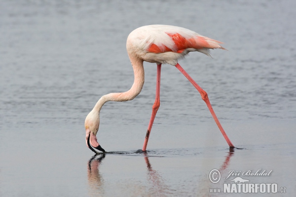 Karayip flamingosu
