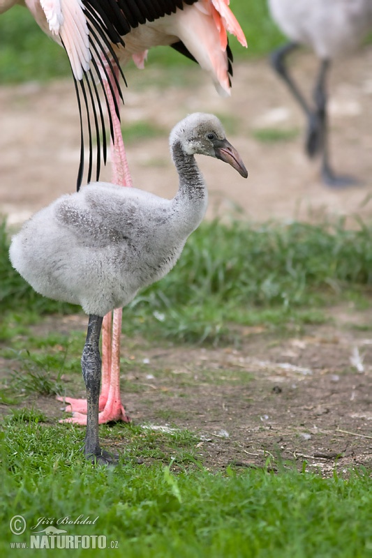 Karibų flamingas