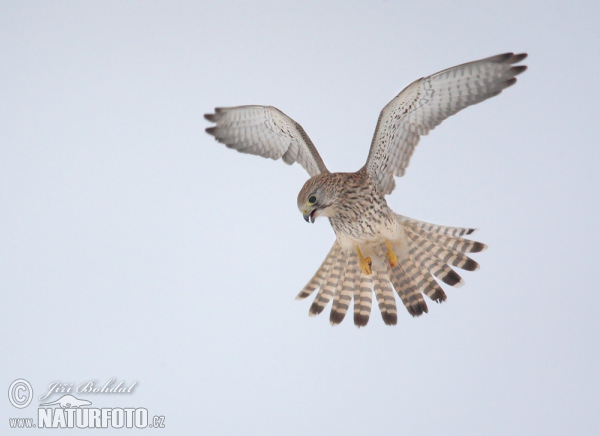 Kestrel (Falco tinnunculus)