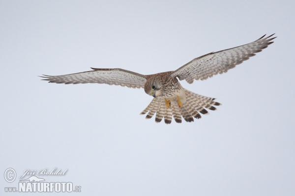 Kestrel (Falco tinnunculus)