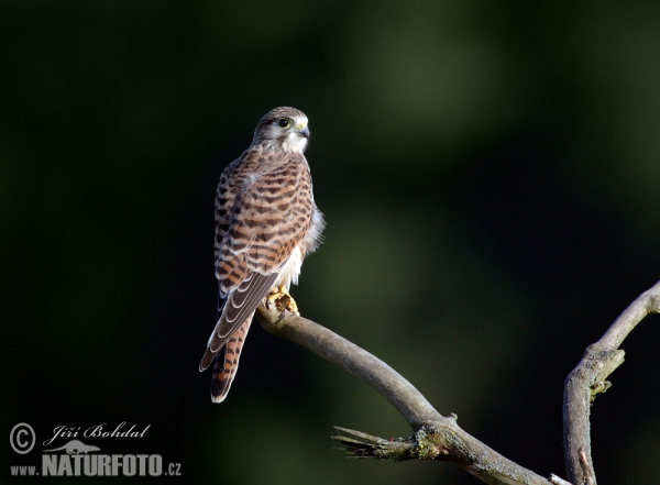 Kestrel (Falco tinnunculus)