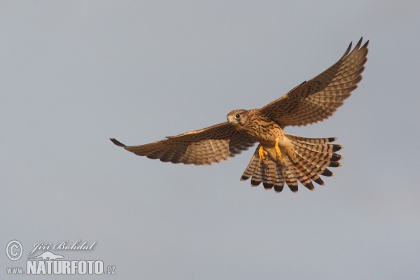 Kestrel (Falco tinnunculus)