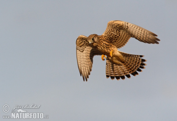 Kestrel (Falco tinnunculus)