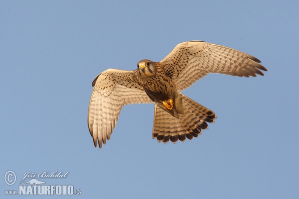 Kestrel (Falco tinnunculus)