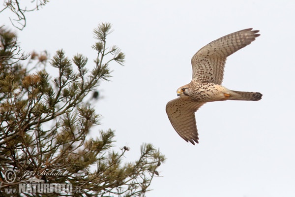 Kestrel (Falco tinnunculus)