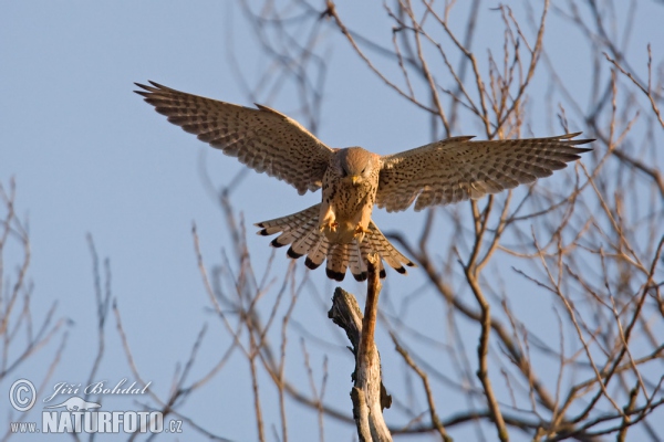 Kestrel (Falco tinnunculus)