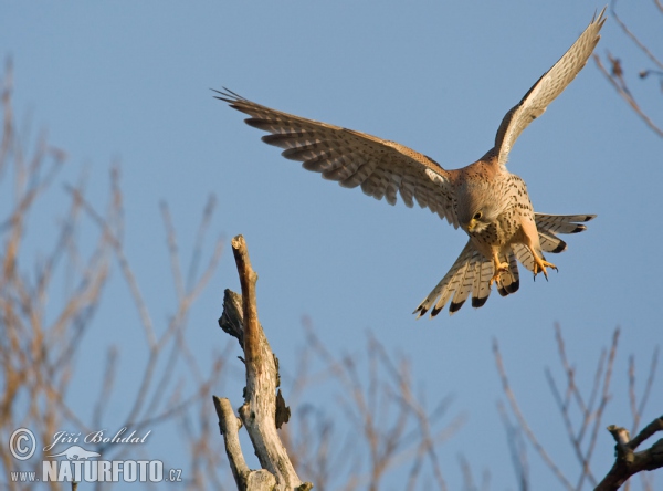 Kestrel (Falco tinnunculus)