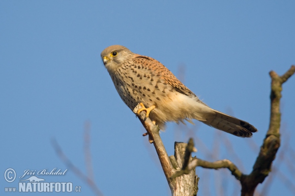 Kestrel (Falco tinnunculus)