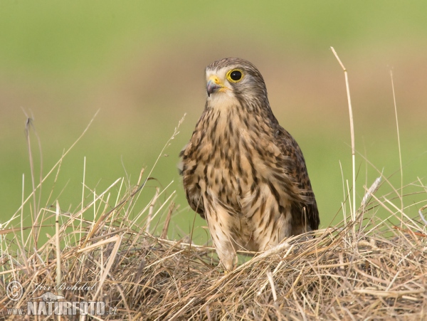 Kestrel (Falco tinnunculus)