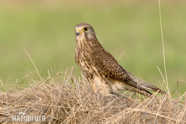 Kestrel (Falco tinnunculus)