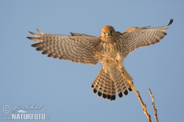 Kestrel (Falco tinnunculus)