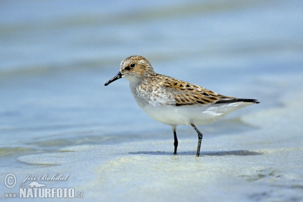 Kleine strandloper