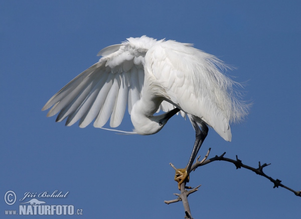 Kleine zilverreiger