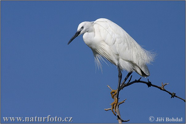 Kleine zilverreiger