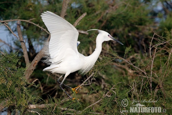 Kleine zilverreiger