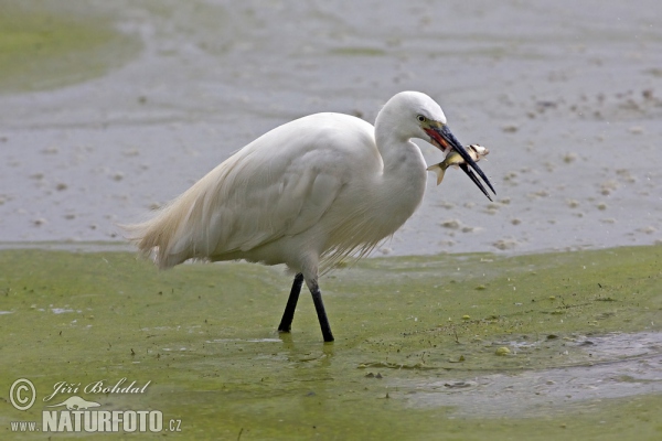 Kleine zilverreiger