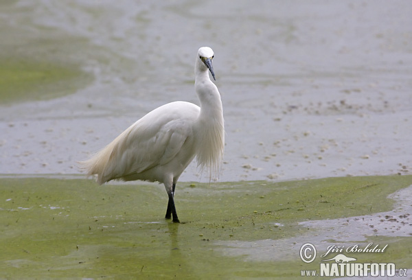 Kleine zilverreiger