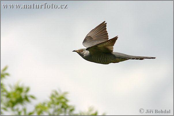 Koekoek vogel